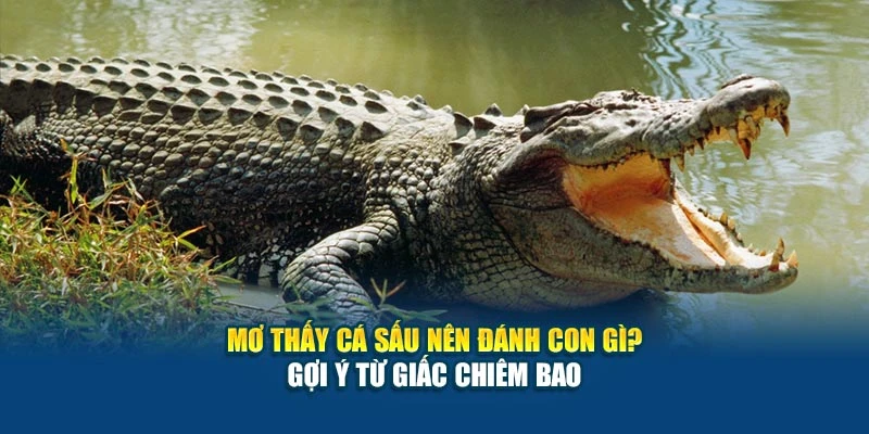 Mơ Thấy Cá Sấu Nên Đánh Con Gì tại 78Win? Gợi Ý Từ Giấc Chiêm Bao 4 Mơ Thấy Cá Sấu Nên Đánh Con Gì tại 78Win? Gợi Ý Từ Giấc Chiêm Bao