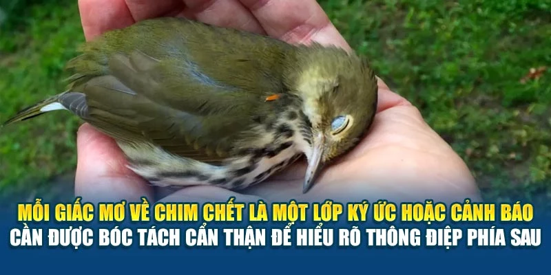 Mơ Thấy Chim Chết Có Ý Nghĩa Gì 78Win? Giải Nghĩa Đầy Đủ 5 Mỗi giấc mơ về chim chết là một lớp ký ức hoặc cảnh báo cần được bóc tách cẩn thận để hiểu rõ thông điệp phía sau
